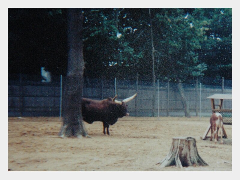 Brown Bull with Long Horns