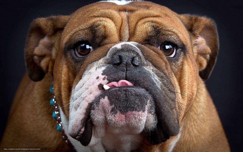 Brown Bulldog Close-up