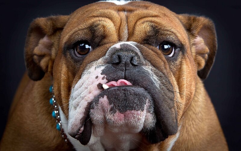 Brown Bulldog Dog — Neutral