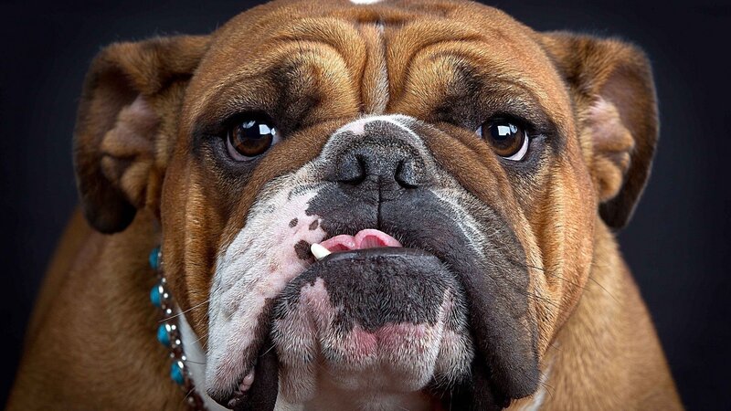 Brown Bulldog Dog — Serious, Photograph