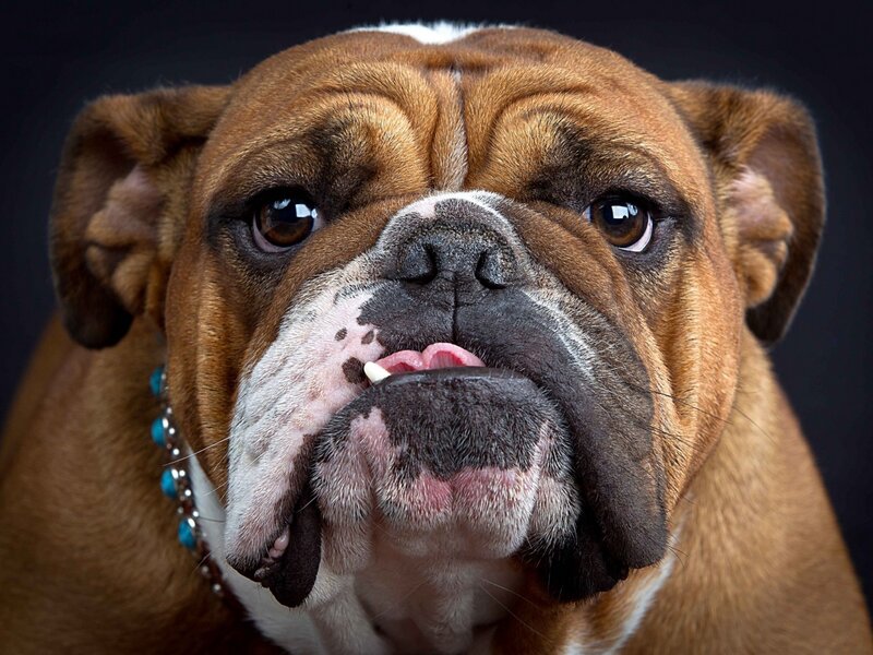 Brown Bulldog Dog — Serious