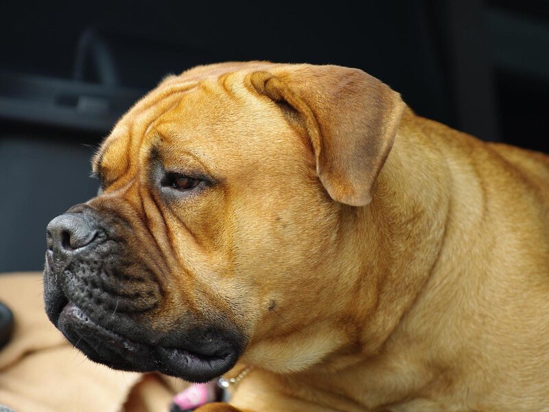 Brown Bulldog Dog