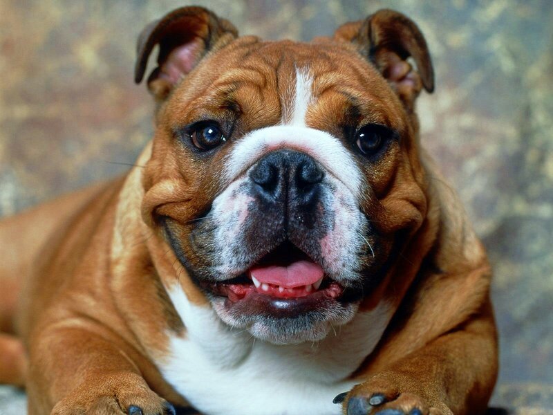 brown bulldog looking at camera