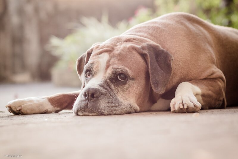 Brown Bulldog Lying Down