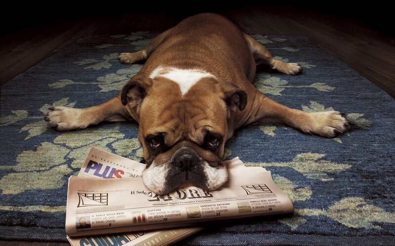 Brown Bulldog on Rug