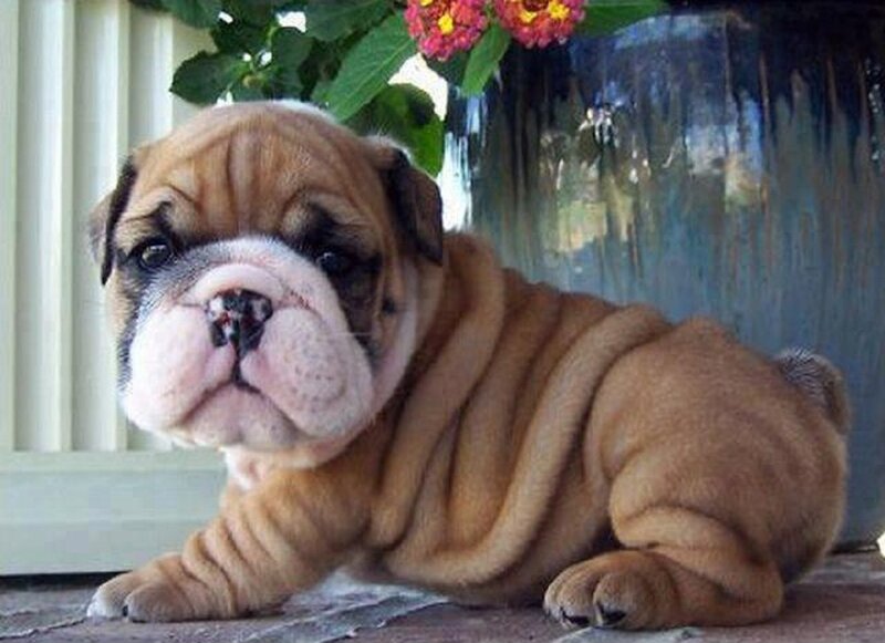 Brown Bulldog Puppy — Calm