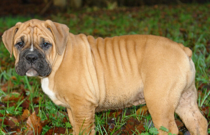 Brown Bulldog Puppy