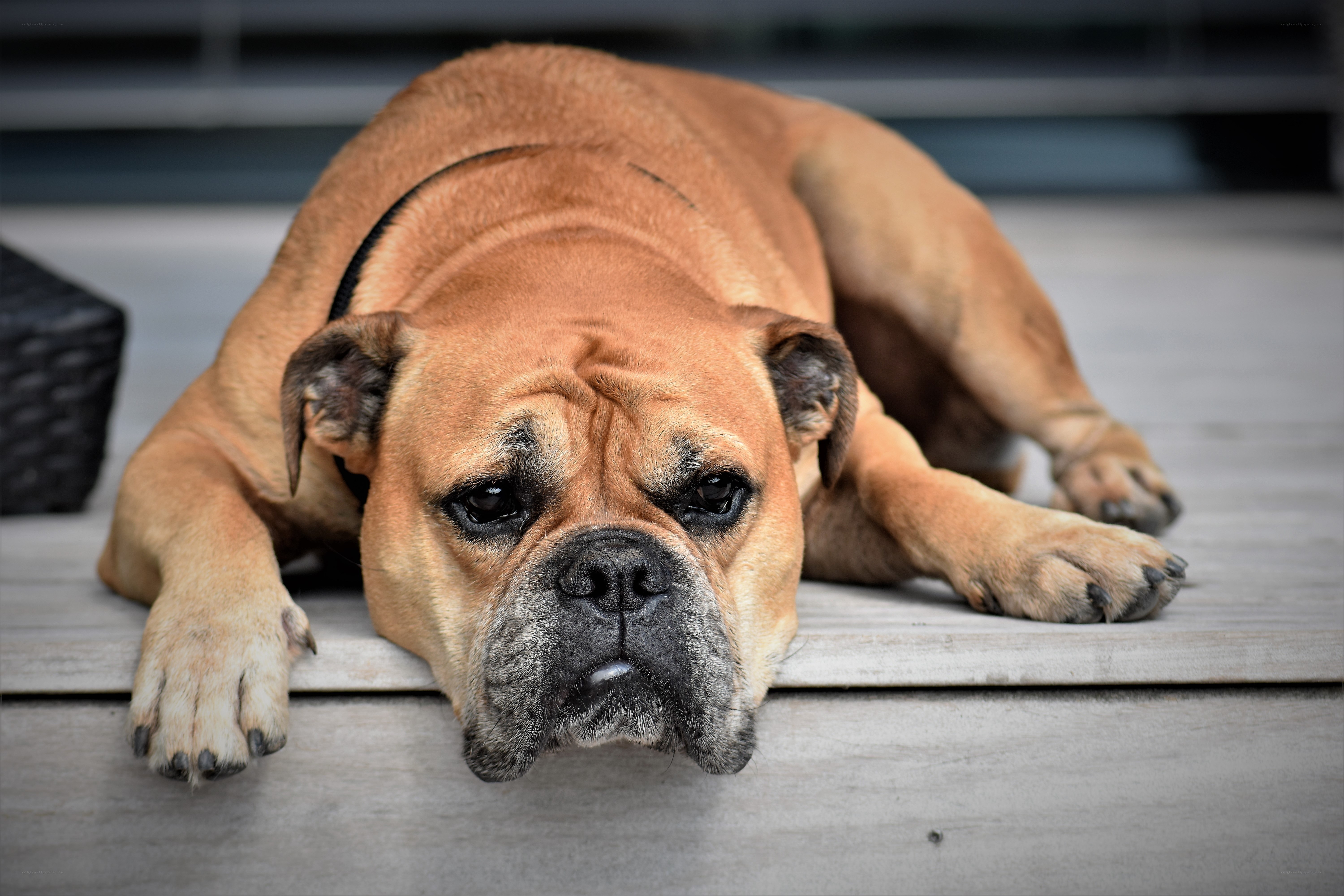 brown bulldog resting on deck