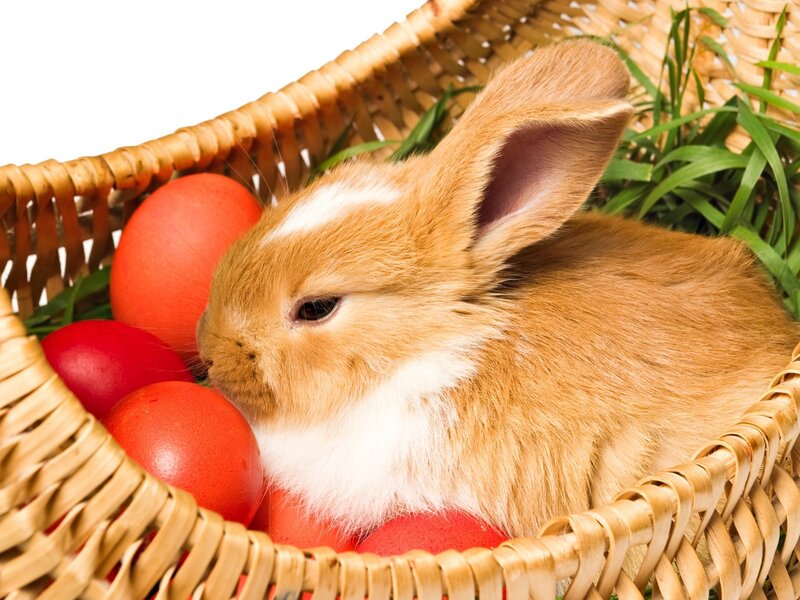 Brown Bunny in Basket — Calm