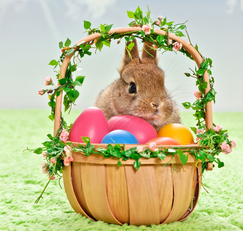 Brown Bunny in Basket — Festive