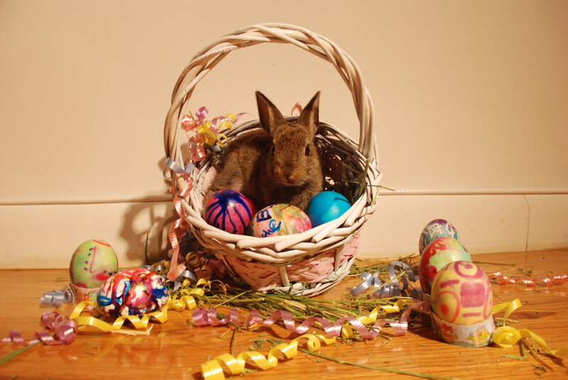 Brown Bunny in Basket