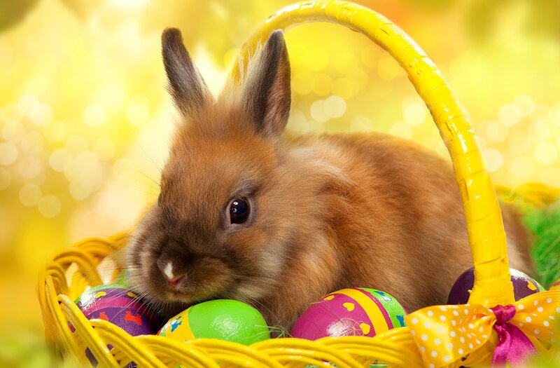 Brown Bunny in Basket — Yellow