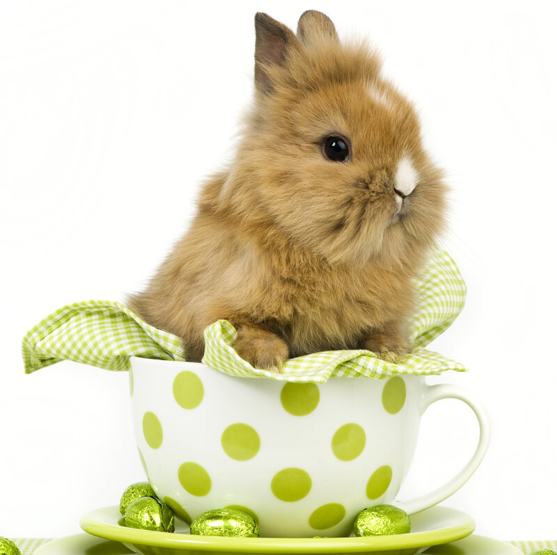 Brown Bunny in Cup