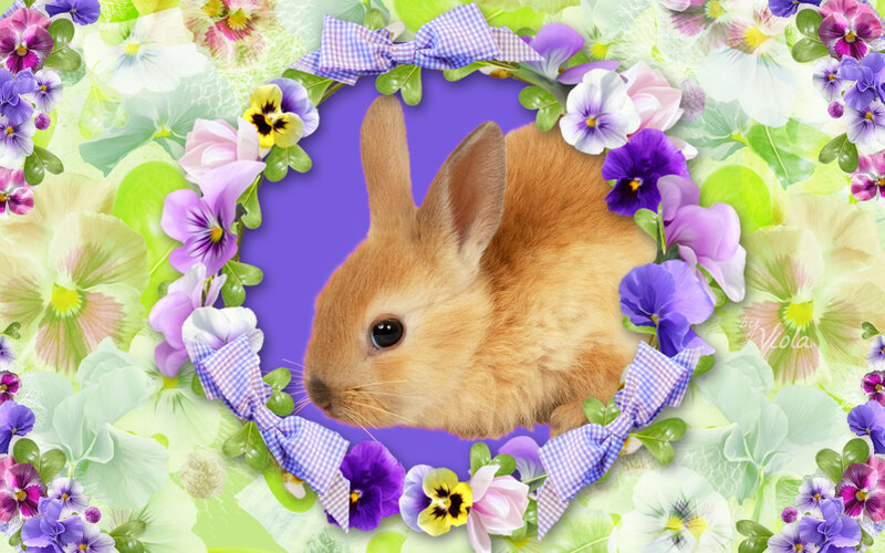 Brown Bunny in Flowers — Purple