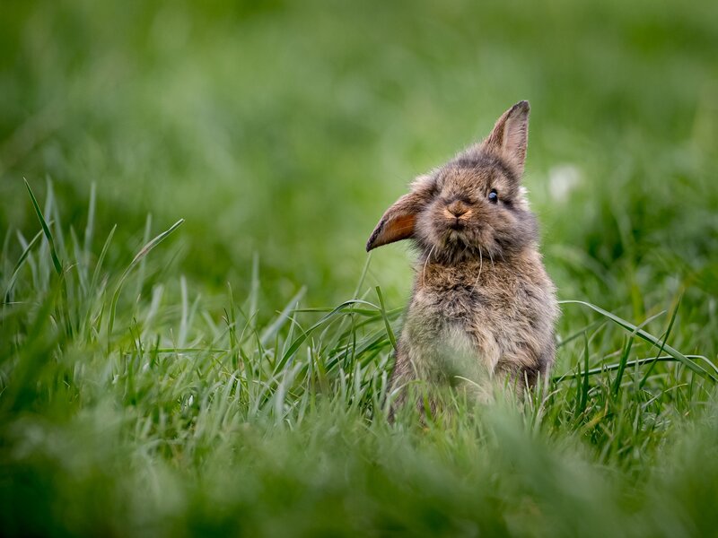 Brown Bunny in Grass — Green, Calm, Spring