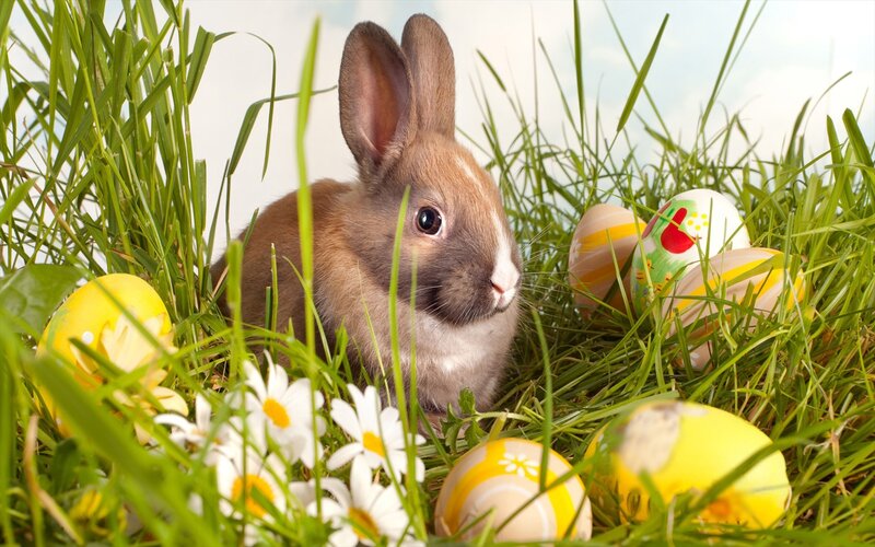 Brown Bunny in Grass — Green, Peaceful