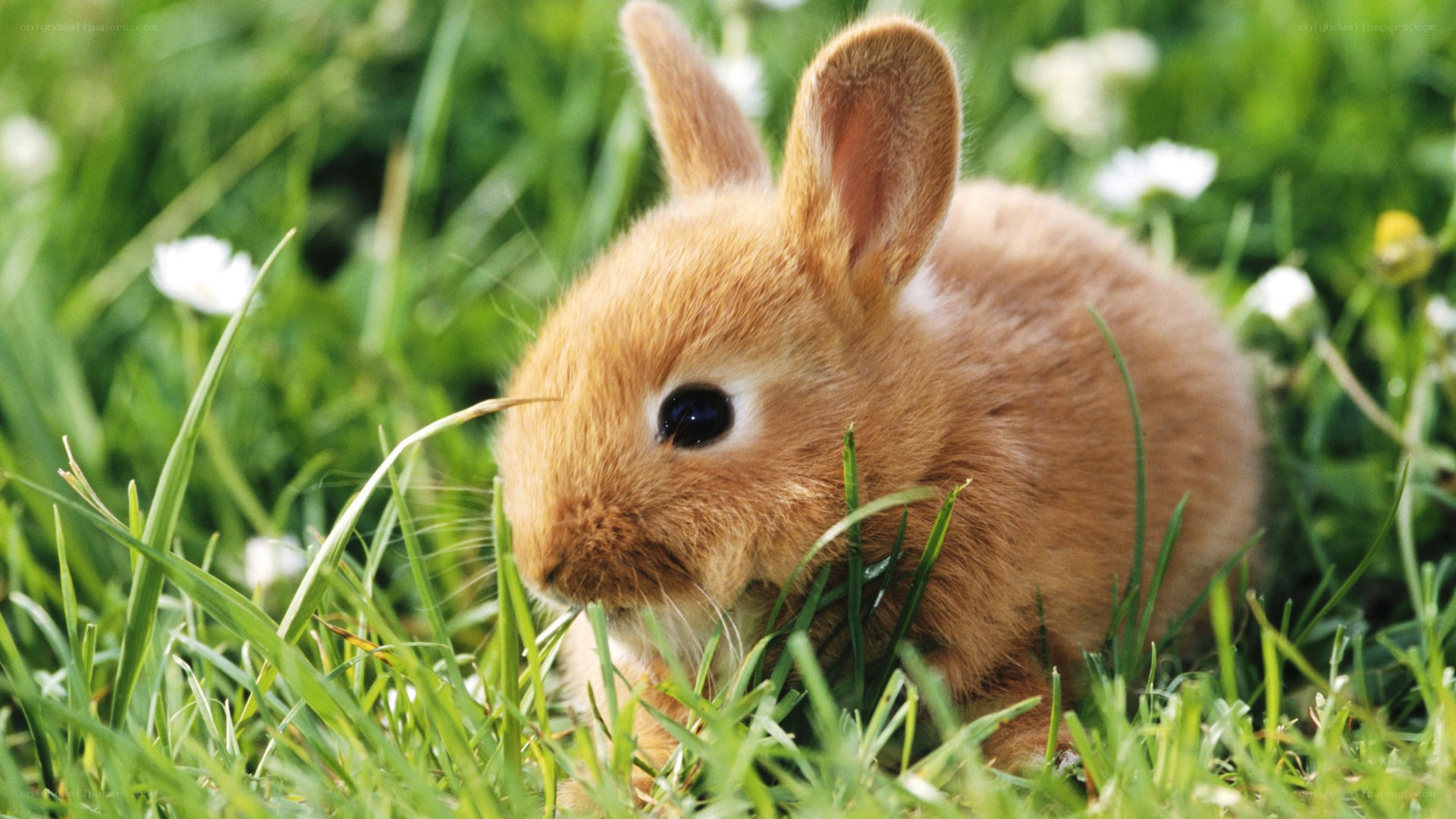 brown bunny in grass