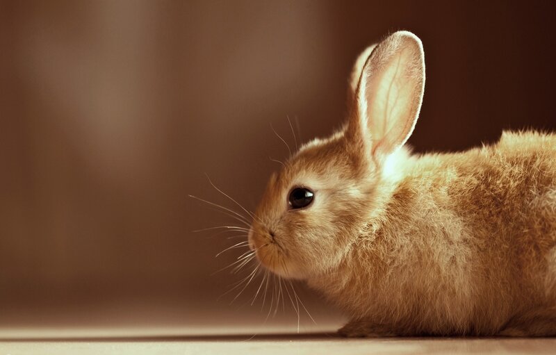 brown bunny in profile