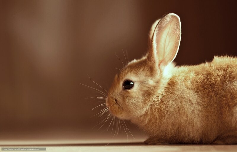 brown bunny in warm light