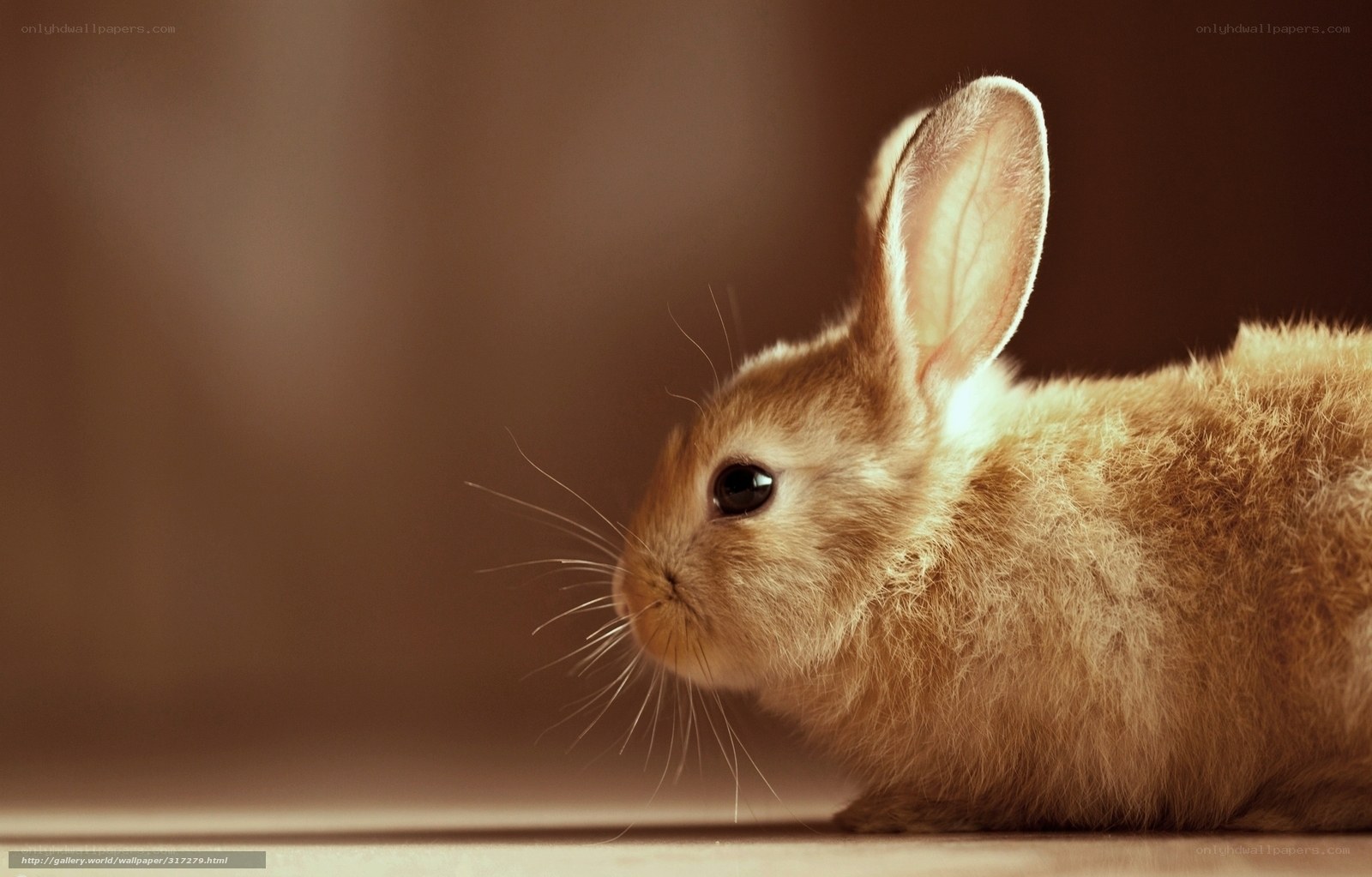 brown bunny in warm light