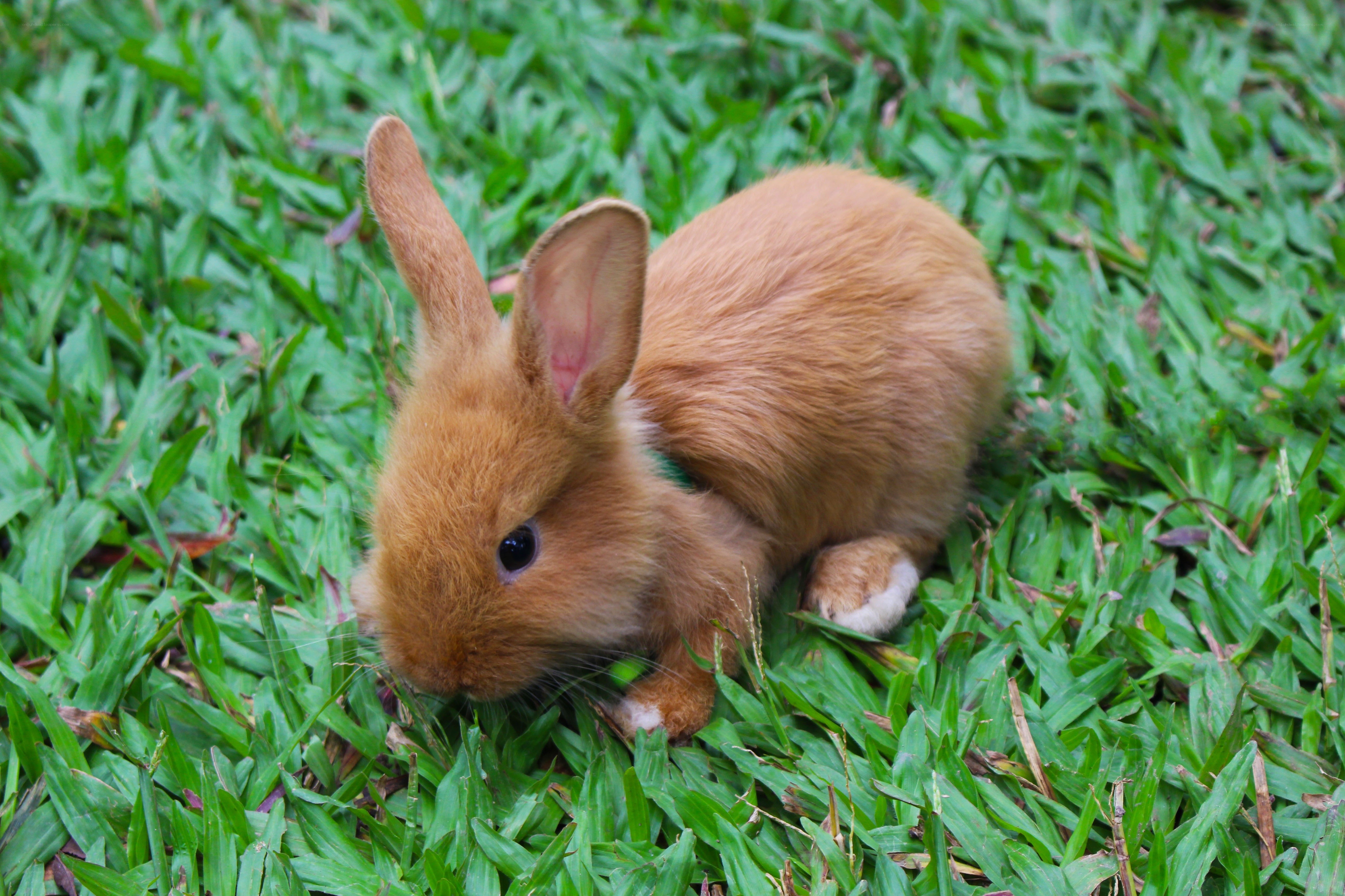 brown bunny on green grass