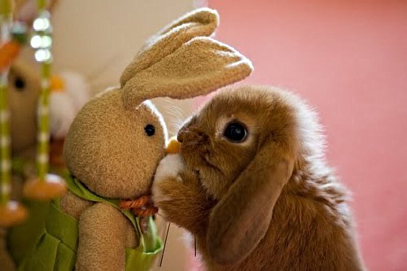Brown Bunny Rabbit — Cute
