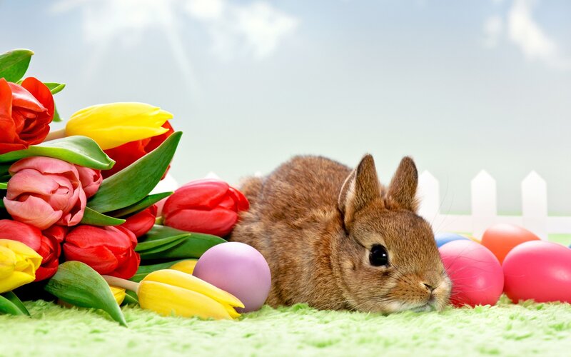 Brown Bunny Rabbit — Green, Peaceful