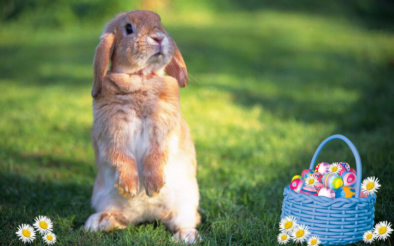 Brown Bunny Rabbit — Green, Serene