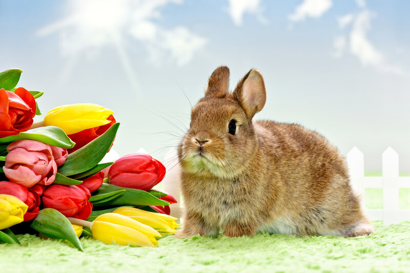 Brown Bunny Rabbit — Green