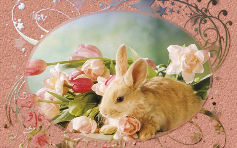 Brown Bunny Rabbit