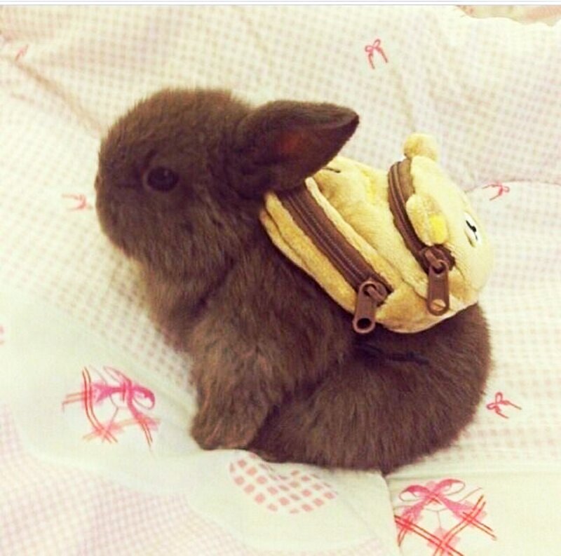 Brown Bunny with Backpack