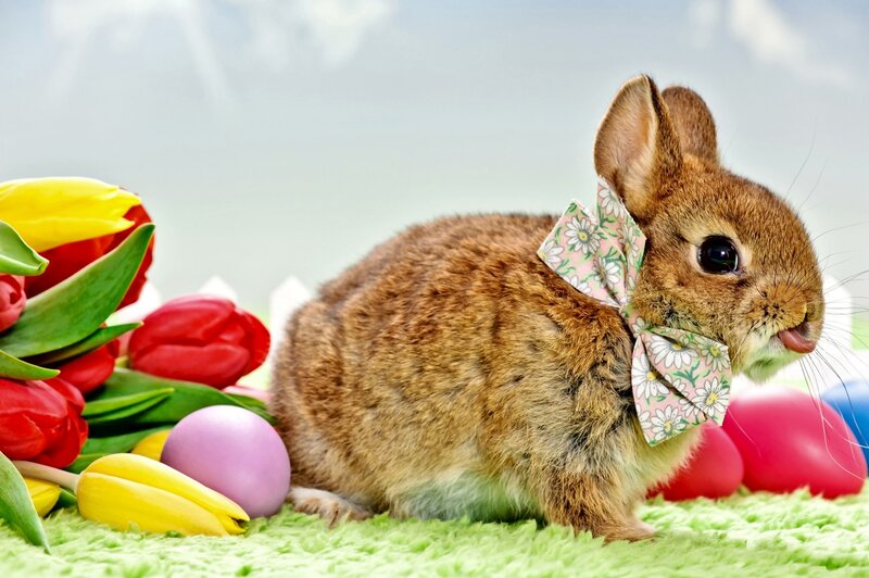 Brown Bunny with Bow — Green