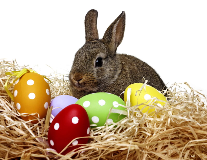 Brown Bunny with Eggs — Calm, Photograph