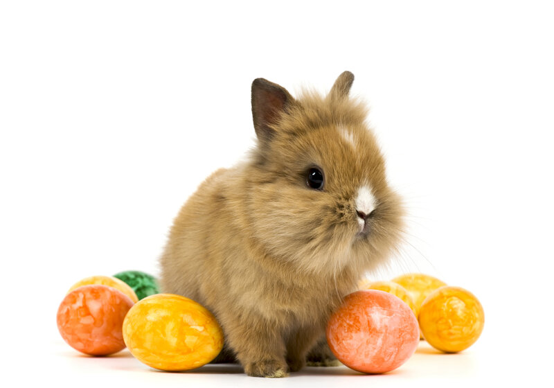 Brown Bunny with Eggs — Calm