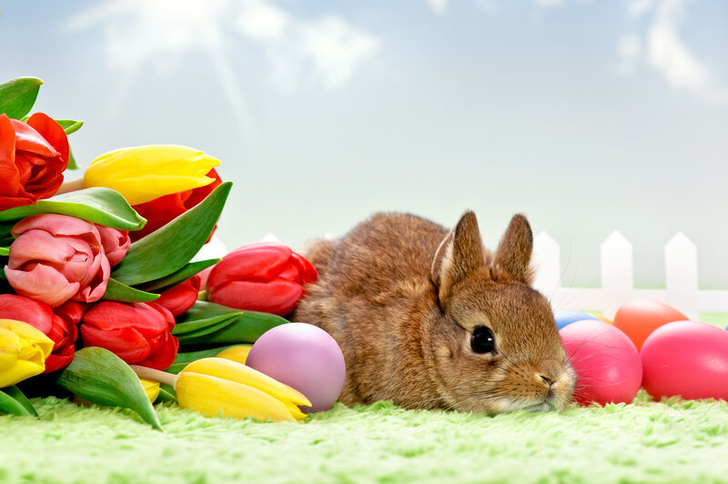 Brown Bunny with Eggs — Green