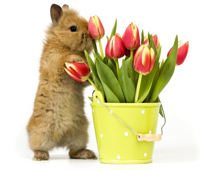 Brown Bunny with Tulips — Green