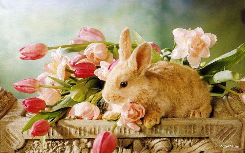Brown Bunny with Tulips