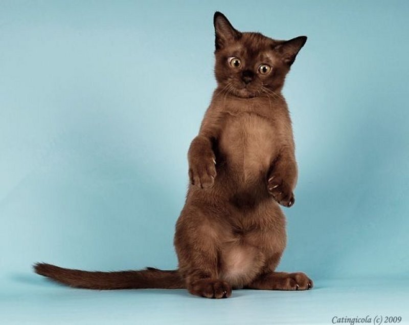 Brown Burmese Kitten