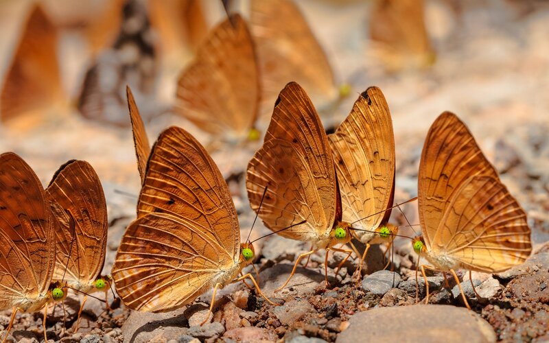 Brown Butterflies on Ground