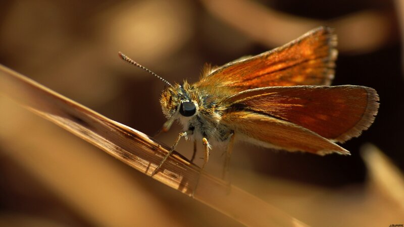 brown butterfly on a blade of grass