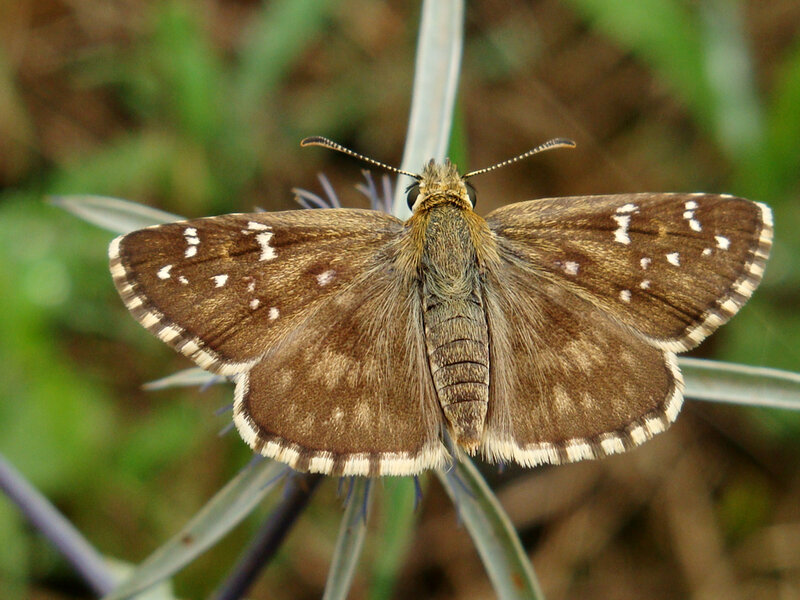 brown butterfly on a plant