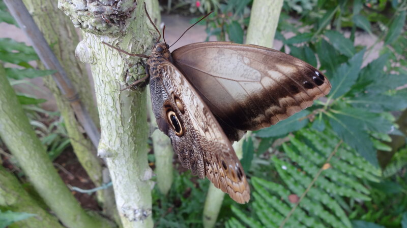 Brown Butterfly on Branch — Calm