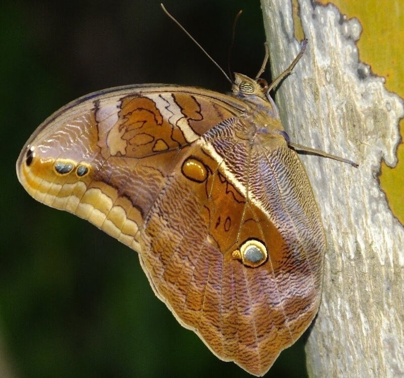 Brown Butterfly on Branch — Natural