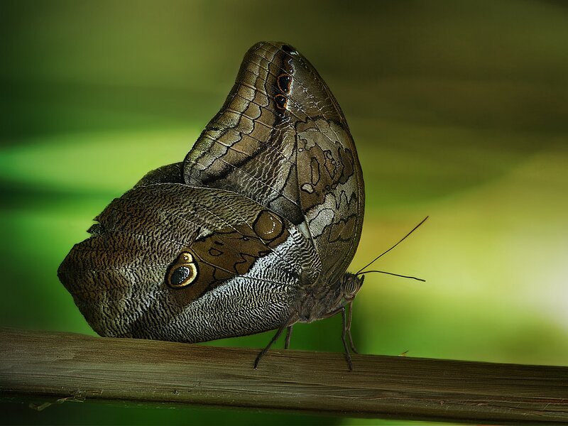 Brown Butterfly on Branch