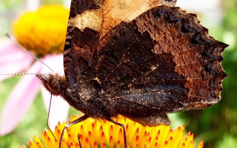 Brown Butterfly on Flower — Calm, Afternoon, Photograph, Antennae