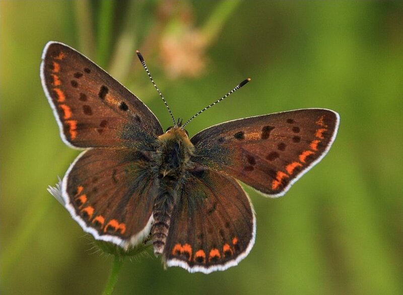 Brown Butterfly on Flower — Calm, Afternoon