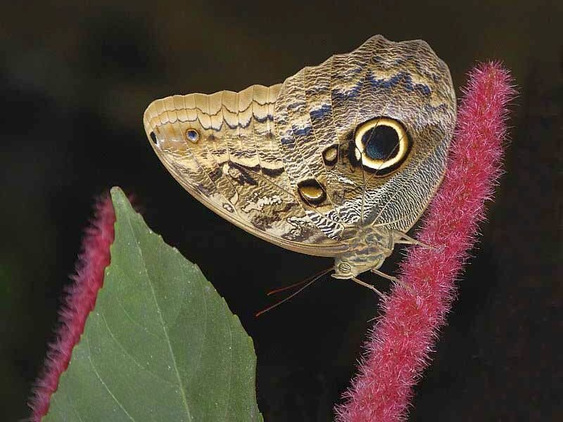 Brown Butterfly on Flower — Calm, Photograph