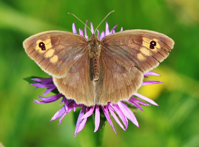 Brown Butterfly on Flower — Calm, Summer