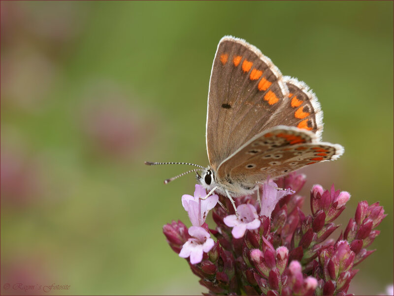 Brown Butterfly on Flower — Calm