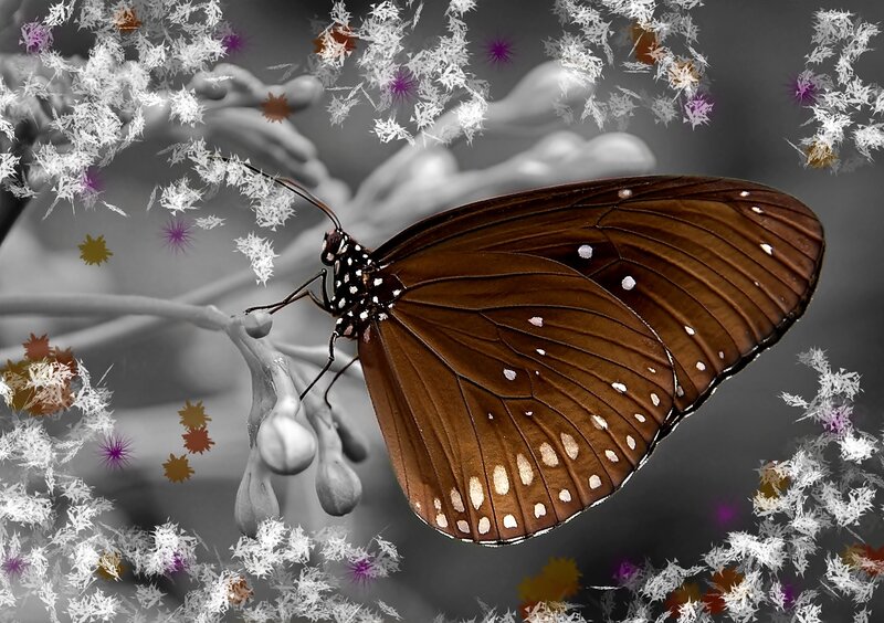 Brown Butterfly on Flower — Dreamy